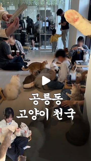 꽁냥꽁냥 고양이카페